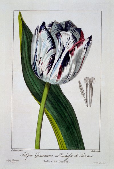 Tulip of the Duchess of Tuscany, 1836 by Pancrace Bessa
